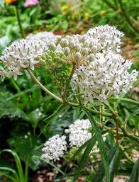 Milkweed - Swamp Milkmaid Seeds