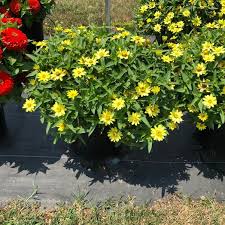 Profusion Lemon Zinnia Seeds