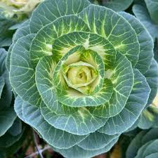 Crane White Ornamental Kale Seed