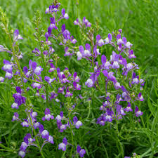 Linaria Licilia Azure Seeds