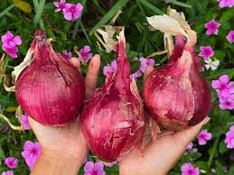 Onion Seeds (Short Day) - Red Grano