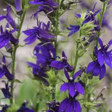 Lobelia Starship Blue Seeds