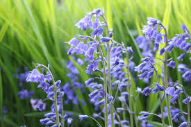 Hyacinth Seeds - Blue Wood Hyacinth