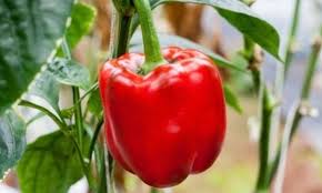 Sweet Pepper Seeds - Big Red Bell