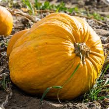 Pumpkin Seeds - Big Max