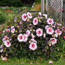 Hibiscus Summerific Cherry Coco Latte Rose Mallow Seeds