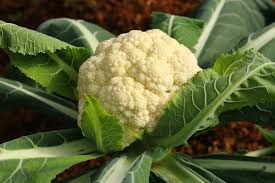 Amazing Cauliflower Seeds