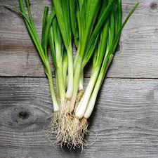 Onion Seeds (Bunching) - Evergreen White Nebuka