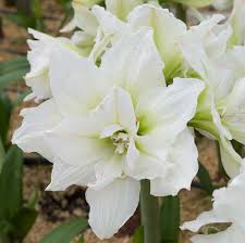 Amaryllis Seeds - White Nymph