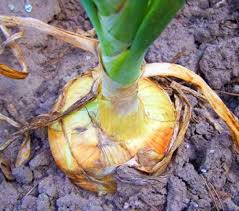 Onion Seeds (Long Day) - Yellow Sweet Spanish