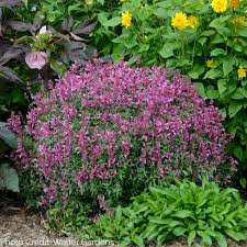 Agastache Rosie Posie Seeds