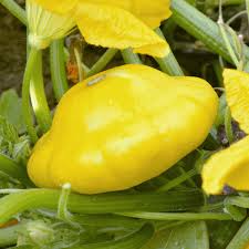 Squash (Summer) Seeds - Scallop Yellow Bush