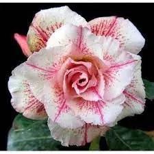 Desert Rose Seeds (Adenium Obesum) – Heirloom Non-GMO Succulent Plant Seeds for Growing Indoors/Outdoors Dhara Seeds