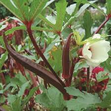 Okra Seeds (Organic) - Red Burgundy