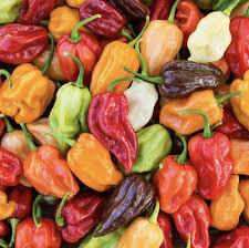 Hot Pepper Seeds - Habanero Mix