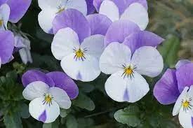 Heirloom Non-GMO Viola Purple White Flower Seeds for Planting – Decorative Blooming Flower Seeds Dhara Seeds