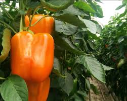 Sweet Pepper Seeds - Orange King