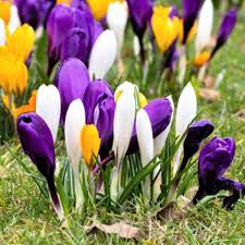 Crocus Seeds - Large Flowering Mix