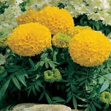 Pumpkin Crush Marigold Seeds