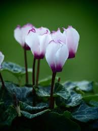 Purple White Cyclamen Flower Seeds for Planting - 100