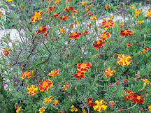 Linnaeus Burning Embers Marigold Seeds