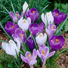 Crocus Seeds - Purple & White Mix