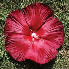 Deep Red Hibiscus Seeds