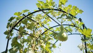 Bottle gourd-Birdhouse Gourd