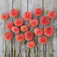 Dahlia Seeds (Ball) - Cornel Bronze