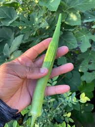 Okra Seeds - Perkins Long Pod