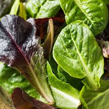 Lettuce Seeds (Organic) - Tricolor Romaine Mix