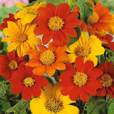 Mexican Sunflower Seeds - Mix