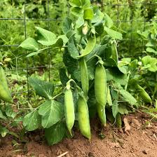 Pea Seeds (Organic) - Tom Thumb