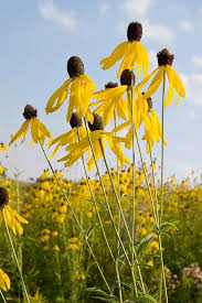 Yellow Coneflower Ratibida pinnata FLower Seeds