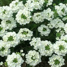 White Hybrid Verbena Seeds