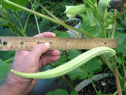 Okra Seeds - Cow Horn