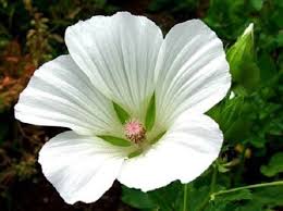 Malope White Seeds