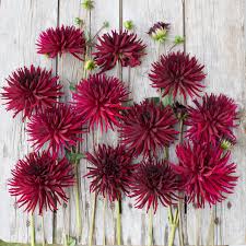 Dahlia Seeds (Semi-Cactus) - Black Narcissus