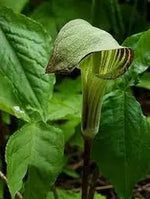 Green Arisaema Triphyllum Planting Seeds for Garden NON GMO Seeds Dhara Seeds
