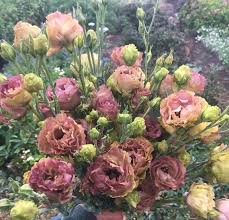 Lisianthus Seeds - Rosanne Mix