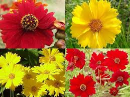 Plains Coreopsis Seeds - Tall Red