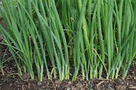 Onion Seeds (Bunching) - Heshiko