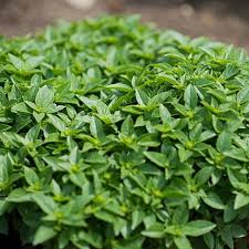 Basil Seeds - Minette Compact Greek