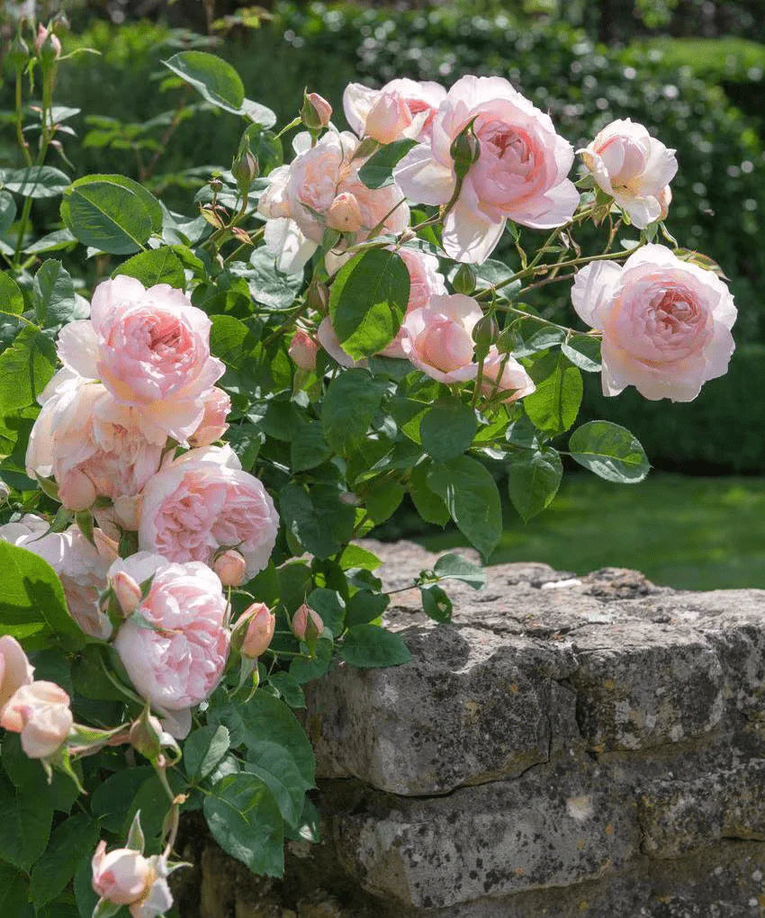 Heritage Rose Seeds – Pink David Austin Rose for Garden and Bonsai Planting