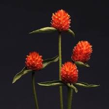 Globe Amaranth Orange