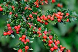 Brown Cotoneaster Seeds for Planting heirloom & Non-GMO Seeds