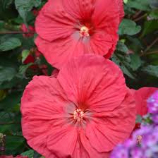 Hibiscus Mars Madness Rose Mallow Seeds