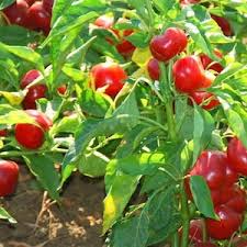 Hot Pepper Seeds - Red Cherry Hot