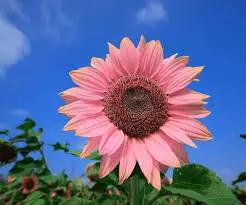 Bright Pink Sunflower Seeds for Planting – Unique Color Blooms for Your Garden for planting in home garden