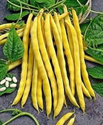 Yellow Beans Phaseolus vulgaris seeds for vegetable patch planting
